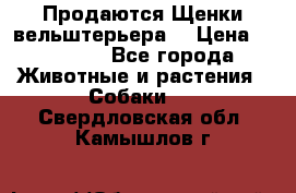 Продаются Щенки вельштерьера  › Цена ­ 27 000 - Все города Животные и растения » Собаки   . Свердловская обл.,Камышлов г.